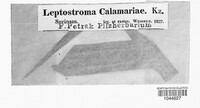 Image of Leptostroma calamariae